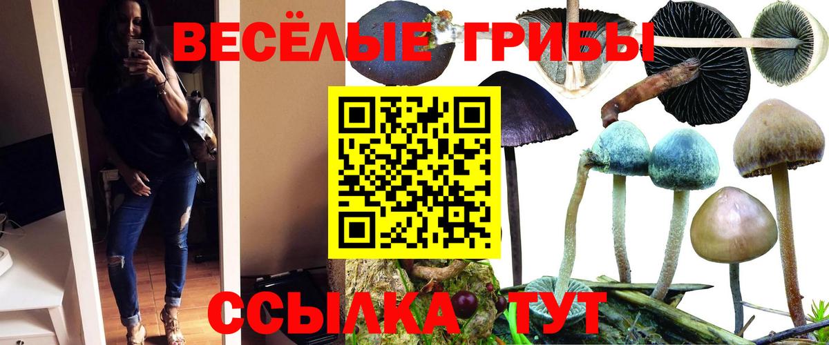 Галлюциногенные грибы Psilocybine cubensis  наркота  Кисловодск  Вход с VPN  Псилоцибиновые грибы GOLDEN TEACHER 