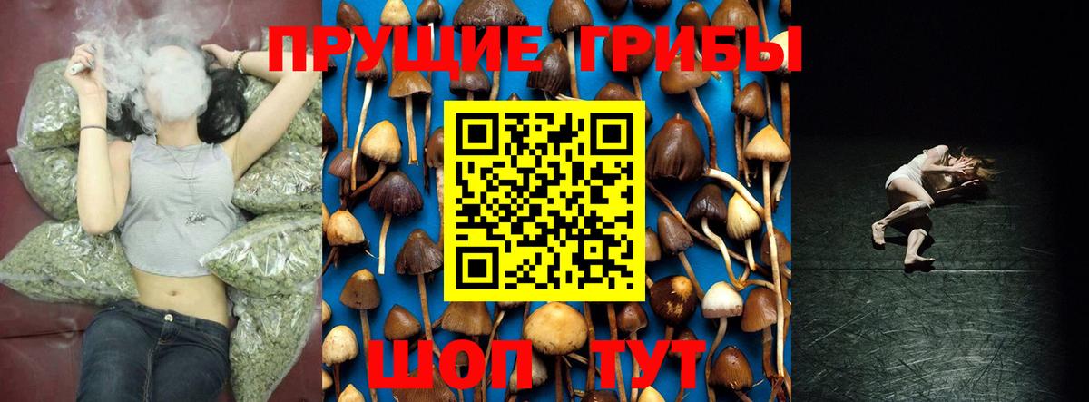 Галлюциногенные грибы Psilocybine cubensis Кисловодск